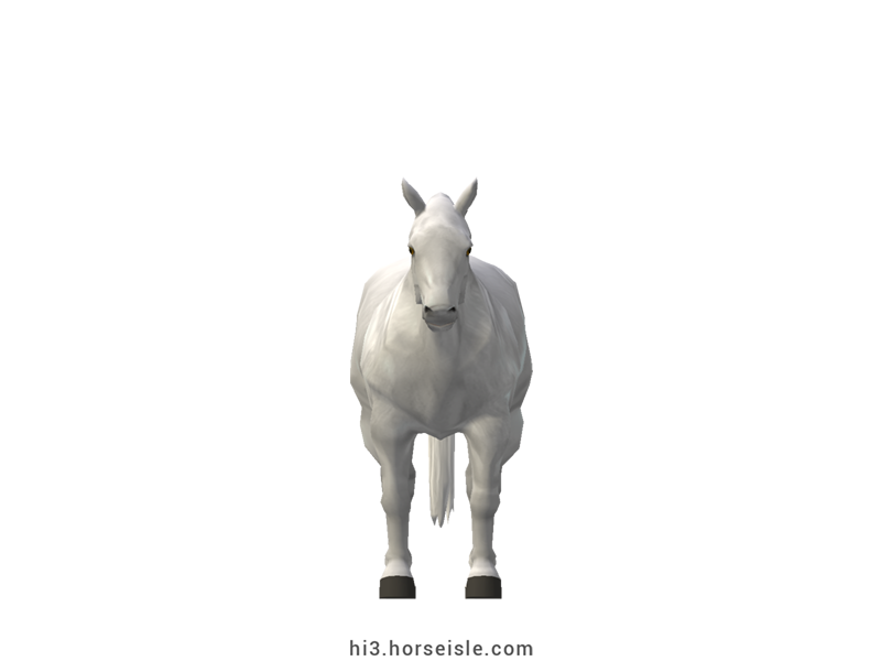 Cow-pony Chianina White Grey Coat (front view)